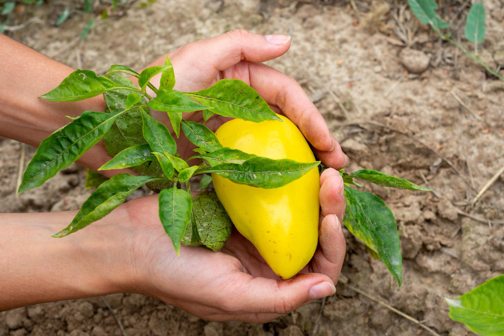  Bien planter un noyau de mangue et réussir sa germination