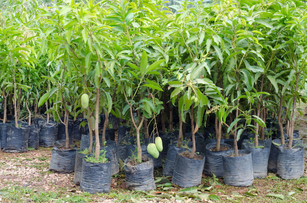  Bien planter un noyau de mangue 