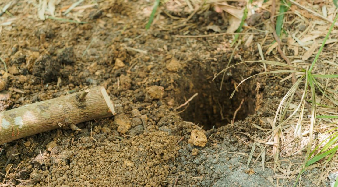 Trou de mulot dans le jardin