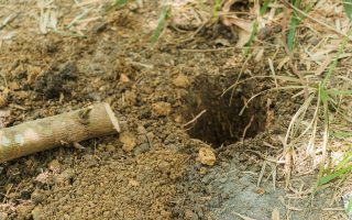 Trou de mulot dans le jardin