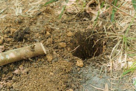 Trou de mulot dans le jardin