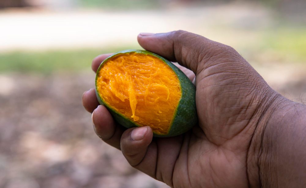 planter un noyau de mangue et réussir sa germination