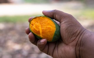 planter un noyau de mangue et réussir sa germination