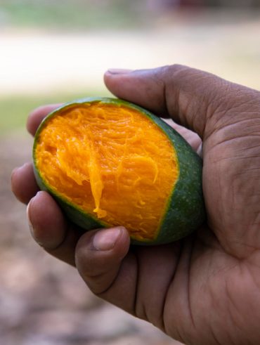 planter un noyau de mangue et réussir sa germination